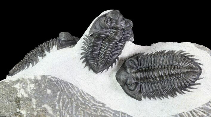 Triple Coltraneia Trilobite Association - Huge Faceted Eyes #87581